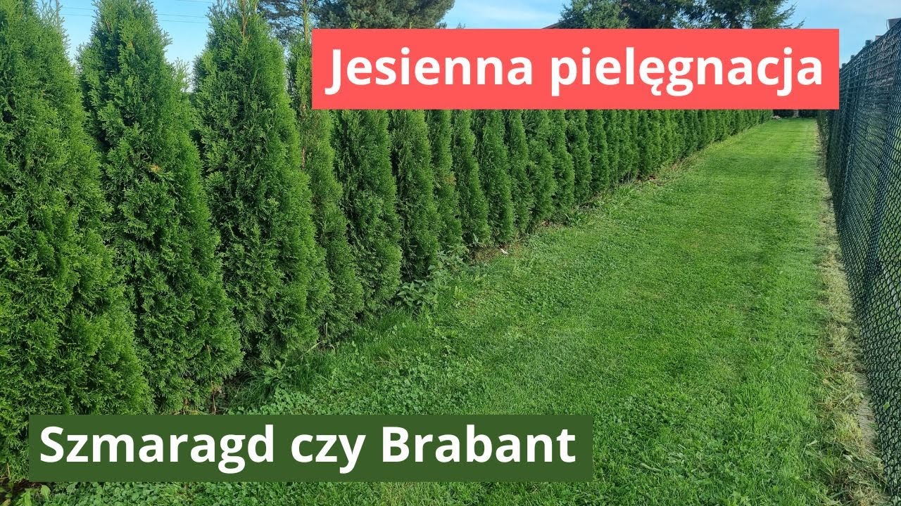 Żywopłot z tui Szmaragd czy Brabant.  Pielęgnacja jesienią