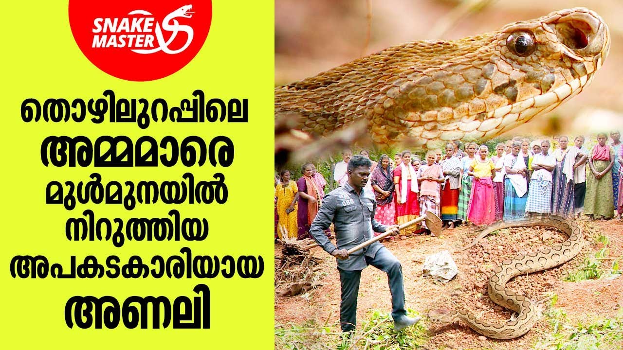 തൊഴിലുറപ്പിലെ അമ്മമാരെ ഓടിച്ച അപകടകാരിയായ അണലി | Vava Suresh | Snakemaster EP 921