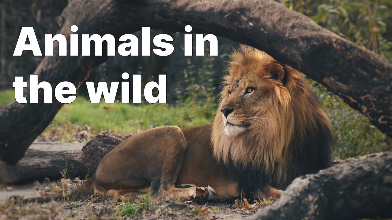 Animals In The Wild 2023