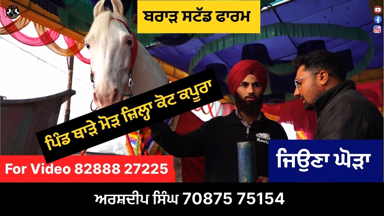 ਜਿਉਣਾ ਘੋੜਾ ਪਿੰਡ ਥਾੜੇ ਮੋੜ ਬਰਾੜ ਸਟੱਡ ਫਾਰਮ ਅਰਸ਼ਦੀਪ ਸਿੰਘ 70875 75154 { Jaddi Sardaar }