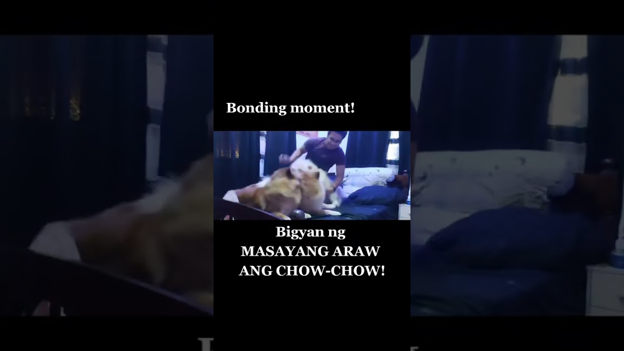 I LOVE MY CHOWCHOW 