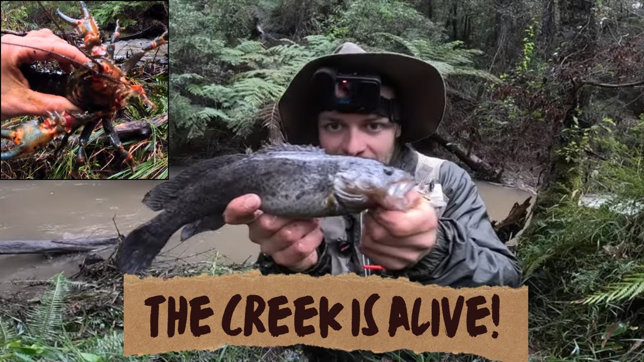 Small Creek Fishing Madness!