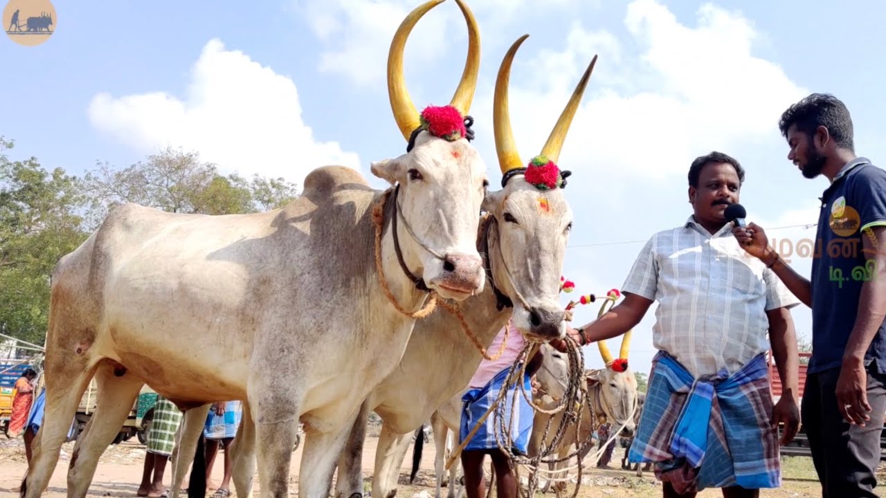 வண்டி மாட்டு சந்தை, காளை மாடு சந்தை | மடப்பட்டு மாட்டு சந்தை | Indian country bull market