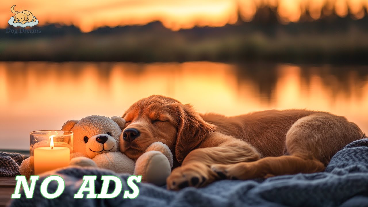 12 HOURS of Dog Calming Music for Dogs 🐶 Anti Separation Anxiety Relief Music 🐶🎵 Sleep dog Healing 💖