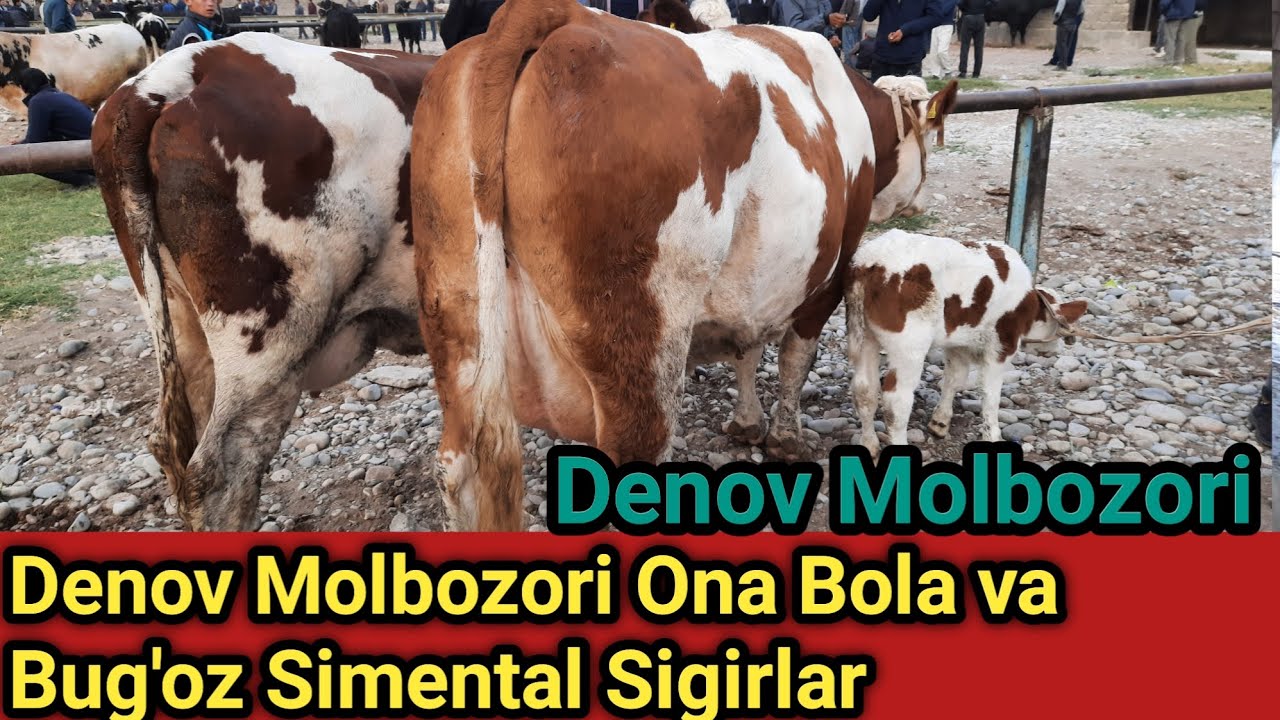 SURXONDARYO DENOV BARAKATCHI MOLBOZORI SOG'IN SIGIRLAR 50 LITR SUT BERADIGAN SIMENTAL SIGIRLAR