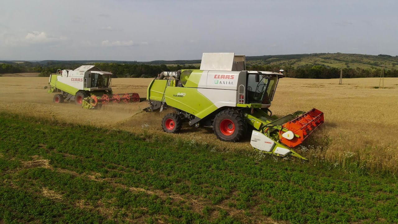 Búza aratás 2024 /Claas Tucano 440, Lexion 440/
