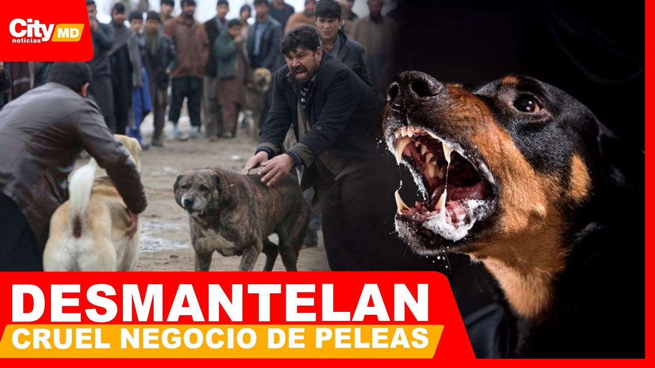 Desmantelan red internacional de peleas de perros en La Calera | City Noticias Medio Día