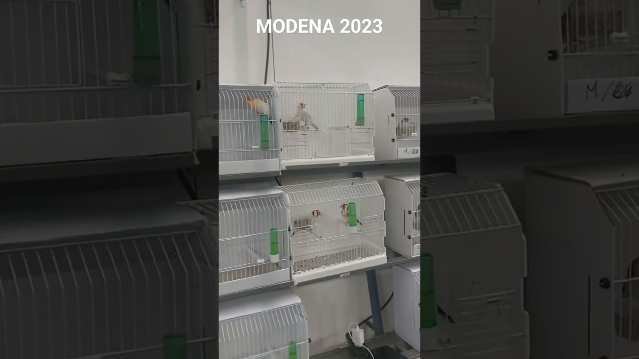 #fiere #Modena 2023