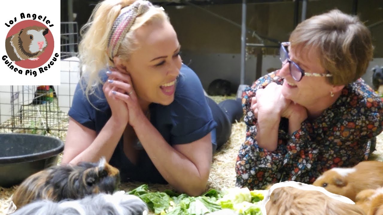 The  Ultimate Norcal 1600 Guinea Pig Rescue Interview with Saskia and Fenella