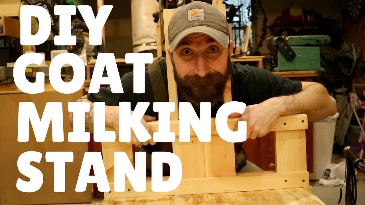 How to Make a Milking Stand For GOATS
