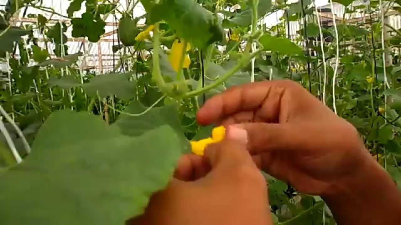 Polinizaci&oacute;n manual en mel&oacute;n