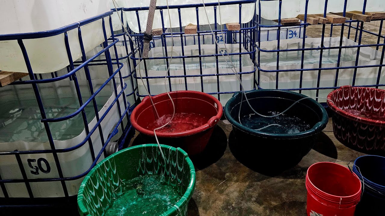 NEW FISH IN STORE