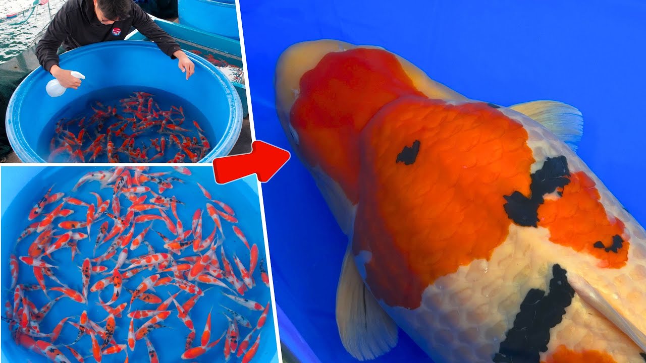 Affordable Sakai Koi Fish for New Koi Keepers | Why Sakai Is One of the World’s Top Koi Breeders