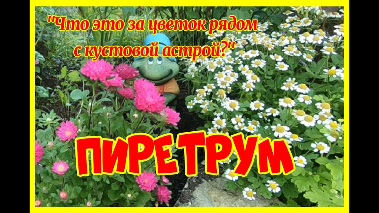 Пиретрум - однолетний или многолетний цветок?