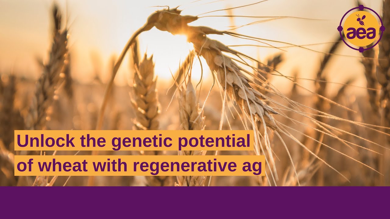 How to unlock the genetic potential of wheat with regenerative agriculture