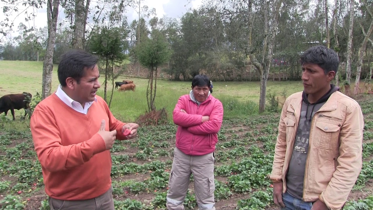 PRODUCCIÓN DE FRESA EN LA SIERRA DE BAMBAMARCA