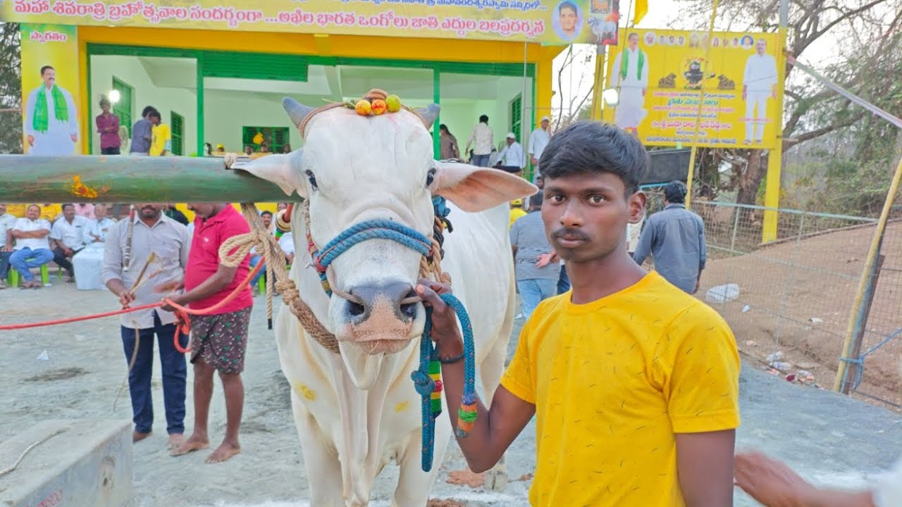 మహానంది 6పళ్ళు  విభాగంలో 21వ జత