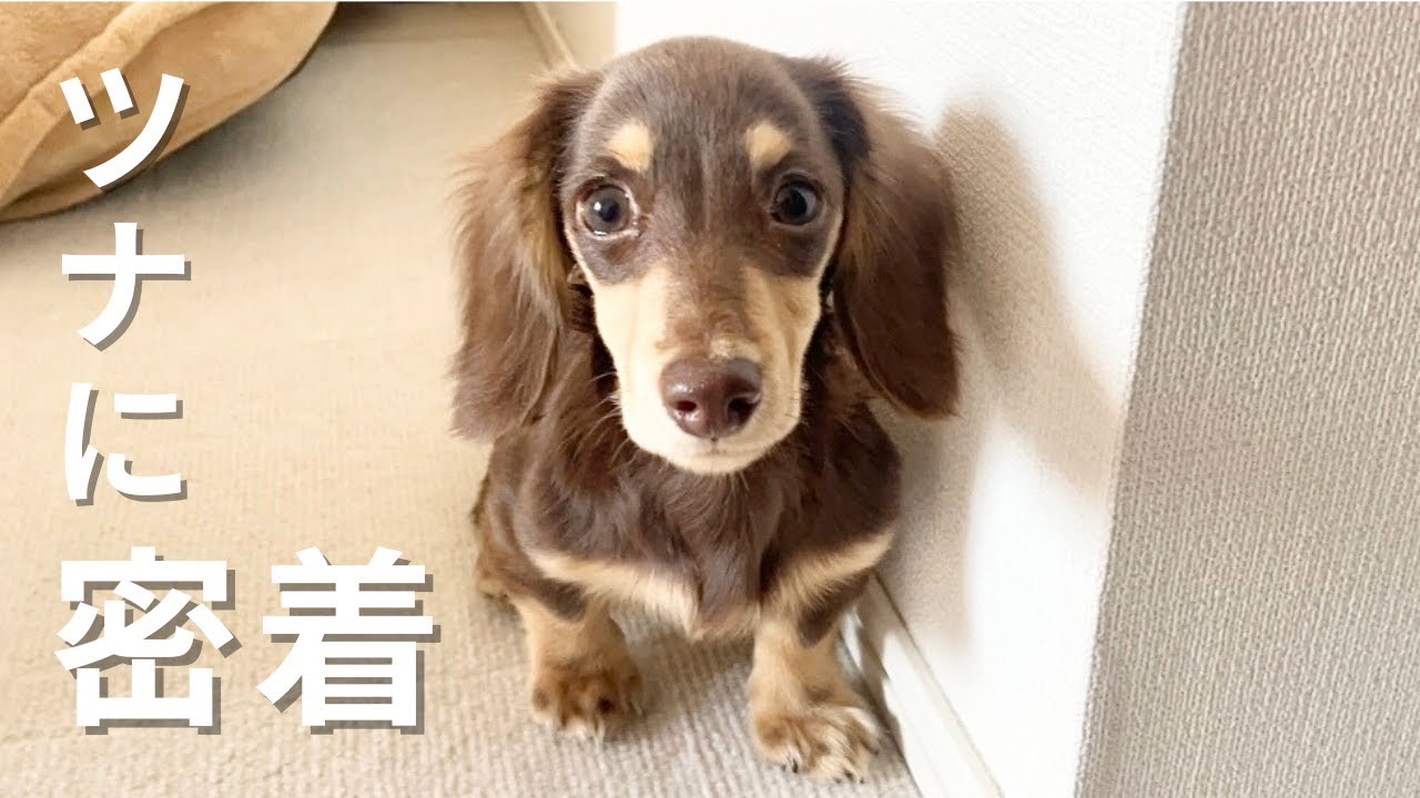 はじめまして、カニンヘンダックスフンドのツナです