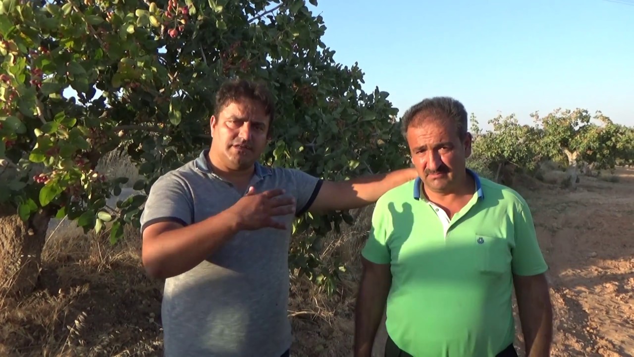 Antepfıstığı Yetiştiriciliği - Her Yıl Fıstık Verir Hale Gelen Gençleşmiş Ağaçlar