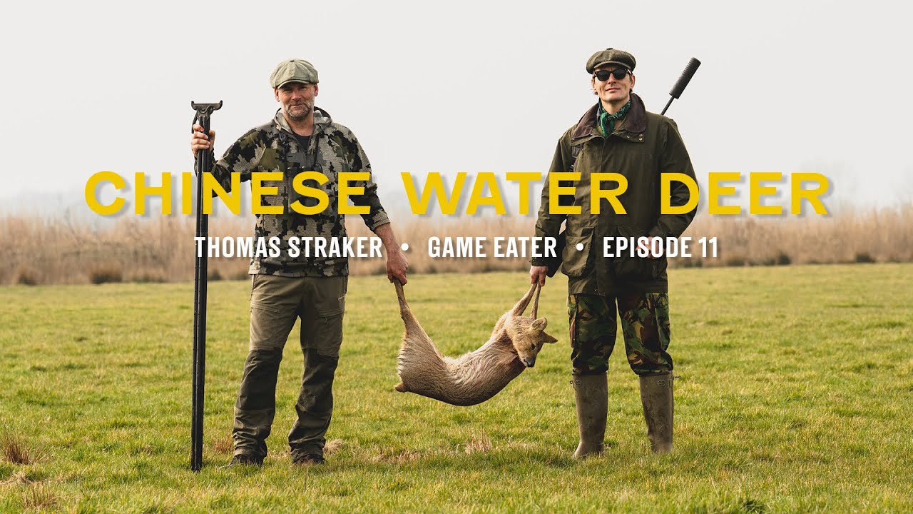 Hunt, Gather, Cook: CHINESE WATER DEER (possibly the best to eat!)