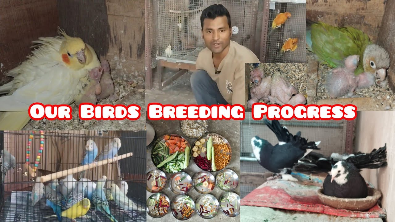 Birds Breeding Progress || Our Birds Morning Soft Food Routine 