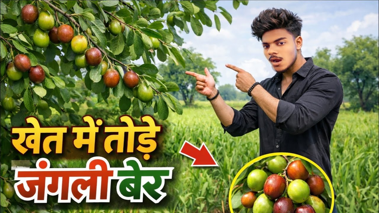 गांव के खेत में अचानक मिल गया बेर का खजाना 💥