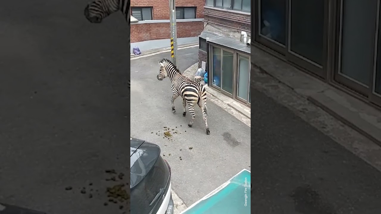 Zebra That Escaped From Seoul Zoo Has a Heartbreaking Backstory