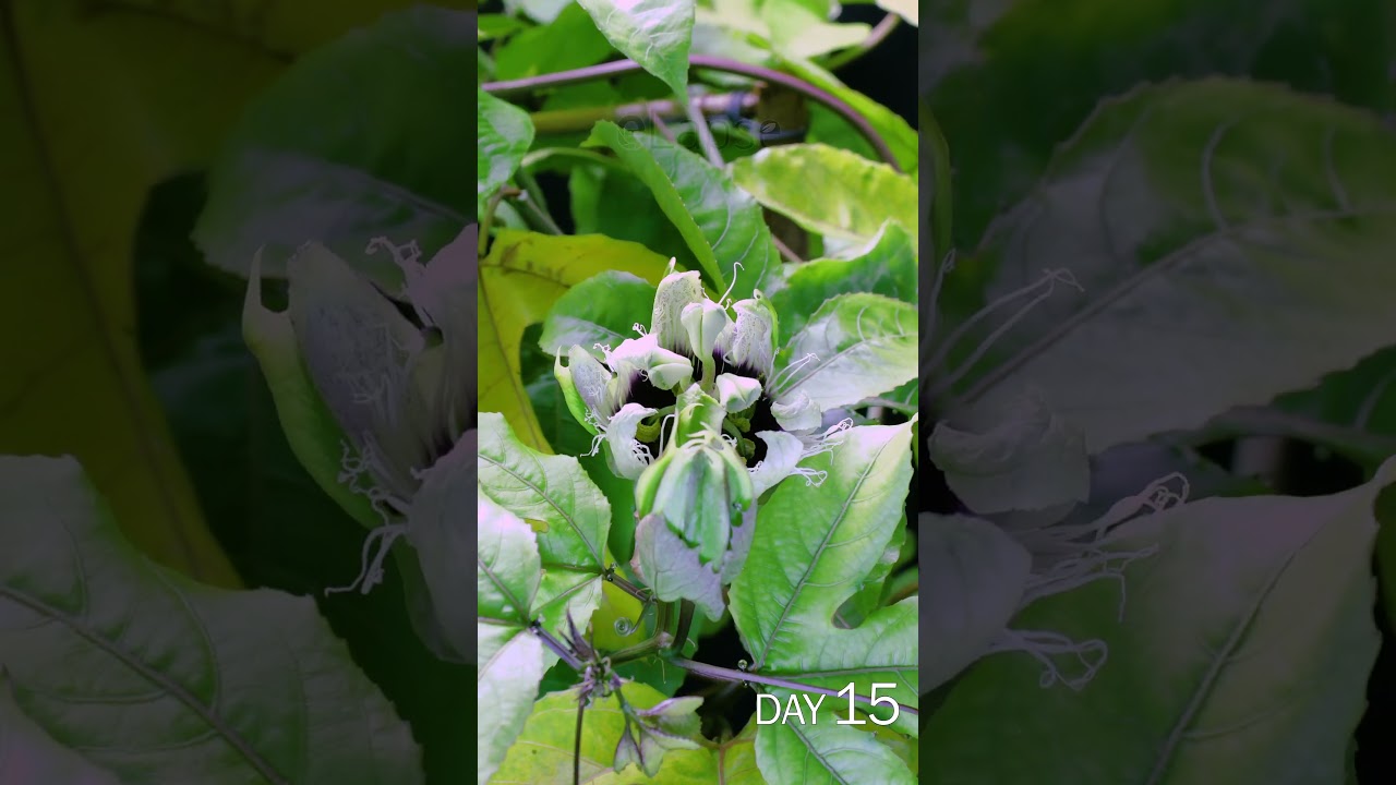 Passion Fruit Flower Blooming Time Lapse