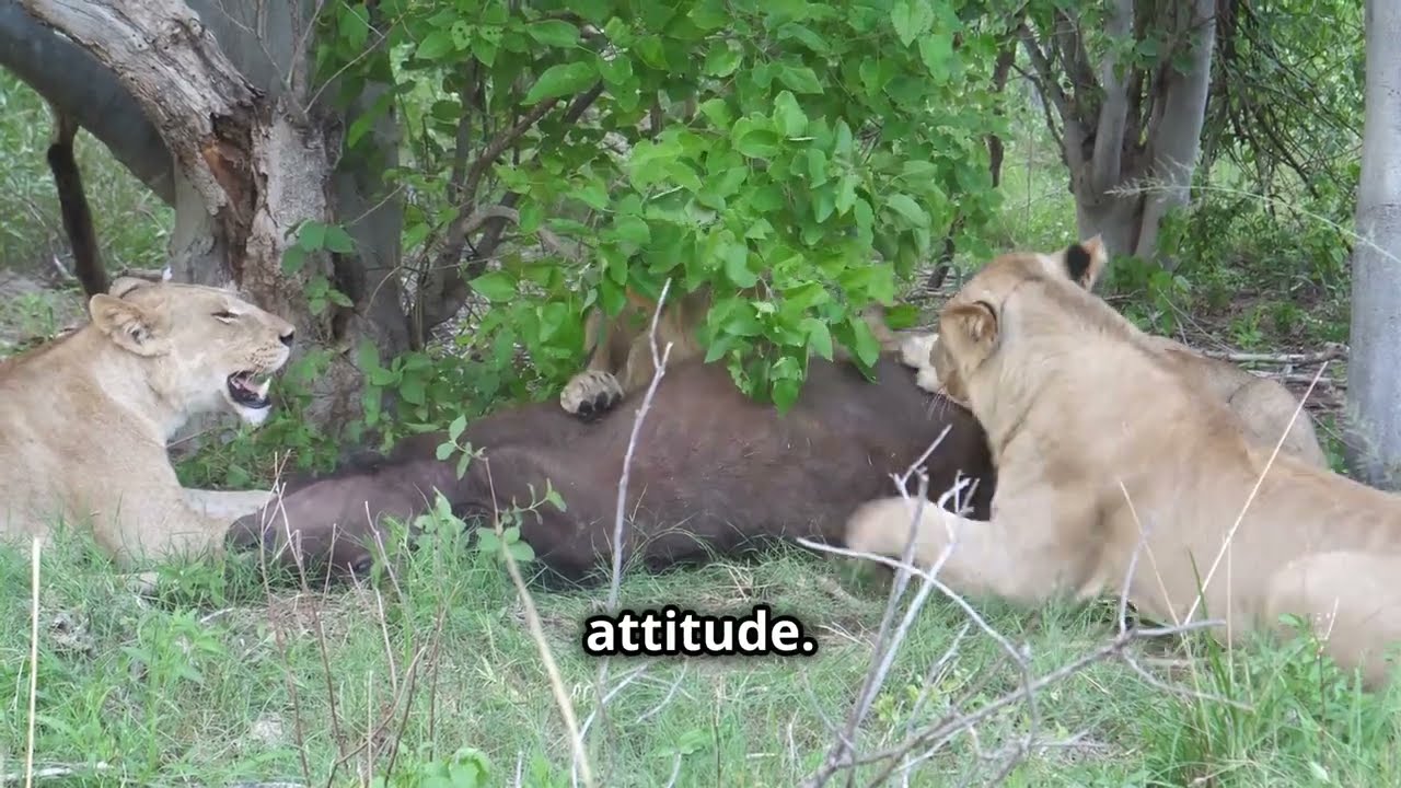 Lion Mentality: The Secret to Overcoming Obstacles