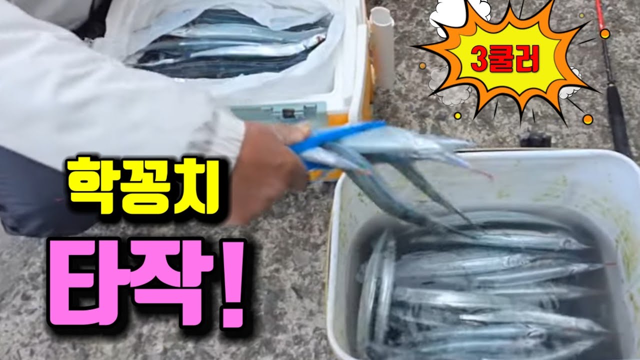 💥이것이 타작!느나느나 대사리 학꽁치 마릿수 3쿨러 타작했습니다.필승!!^^ 가즈아~(#부남대여 라이브)#학꽁치
