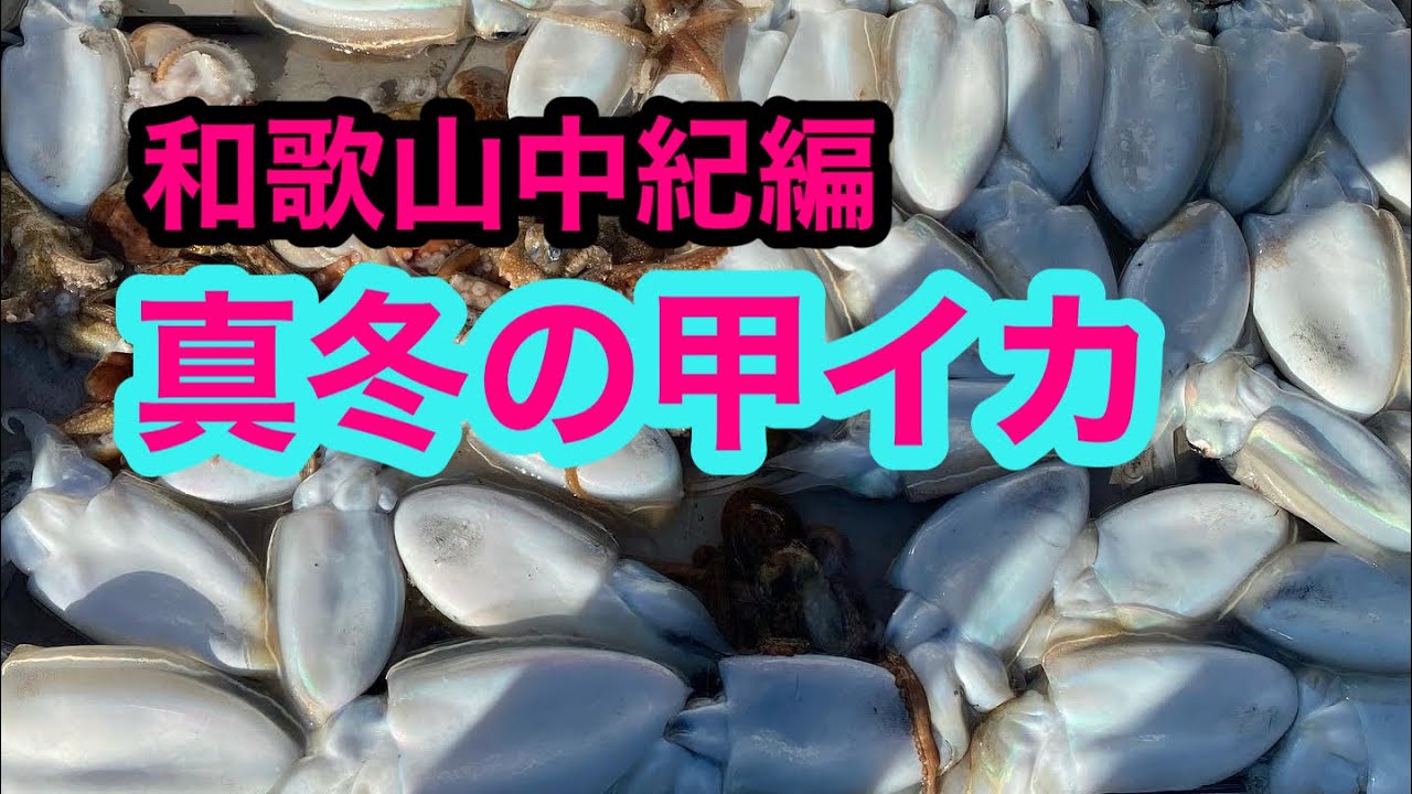 和歌山中紀で冬の甲イカ釣り
