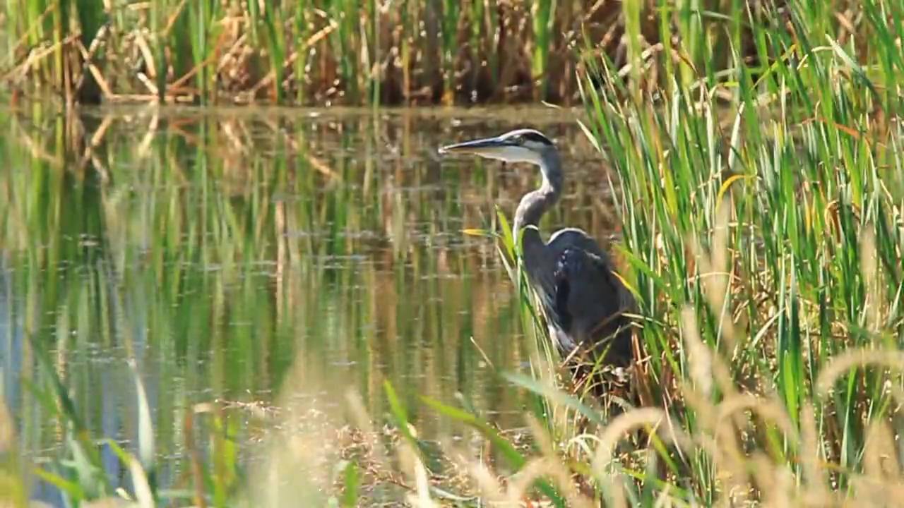 Great Blue Heron Takes Flight