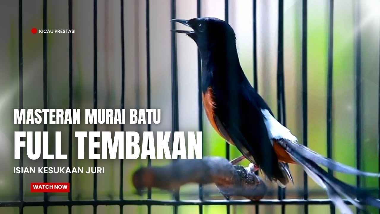 MURAI BATU GACOR FULL ISIAN TEMBAKAN MEWAH SANGAT AMPUH MELATIH MURAI BATU BONGKAR ISIAN