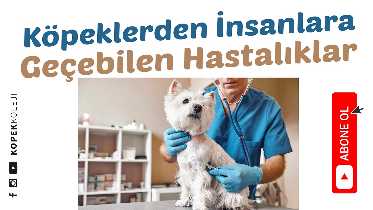 Köpeklerden İnsanlara Geçebilen Hastalıklar