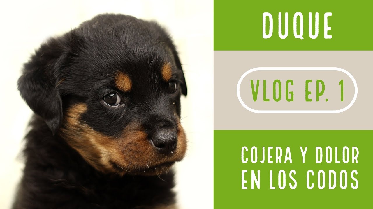 D I S P L A S I A  | DUQUE EL ROTTWEILER | Displasia de codo | coronoides | Healthepet (VLOG  Ep1)