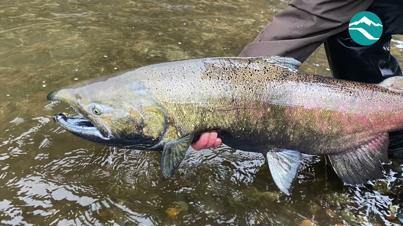 Supporting Chinook Salmon & Steelhead