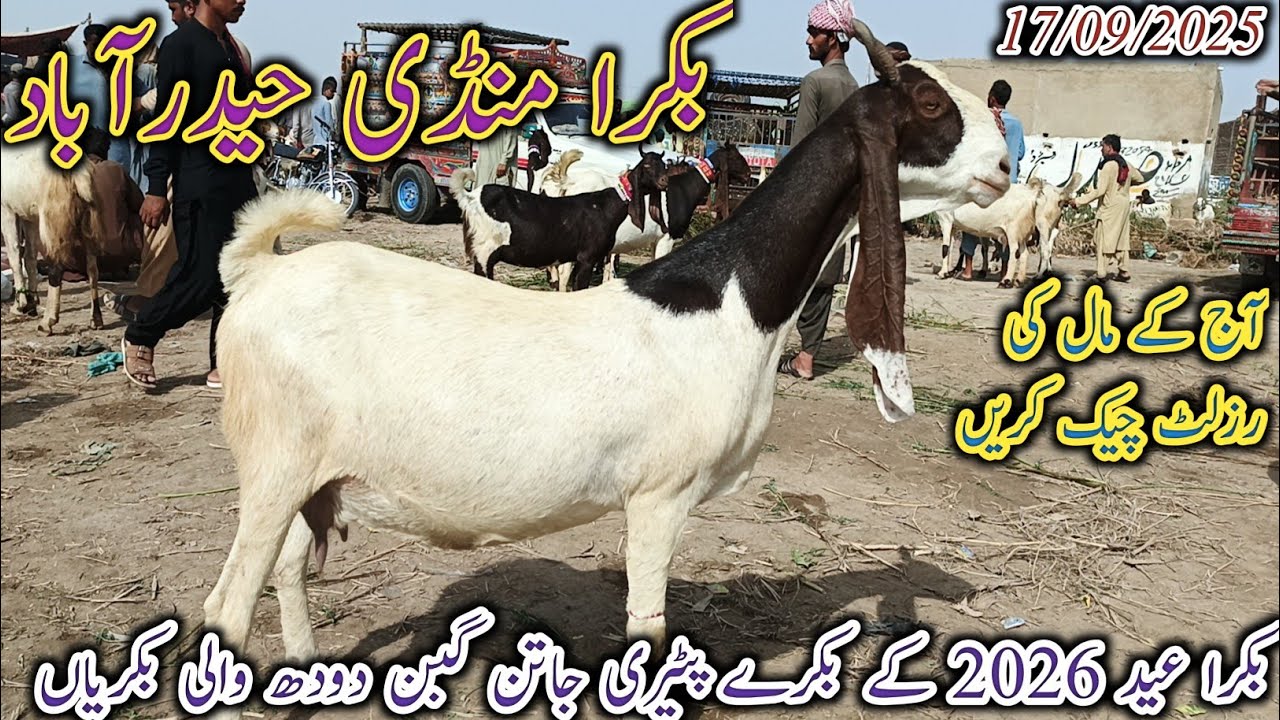 Bakra Mandi Hyderabad | Today update | bakra Eid 2026 ky bakry | Patari mix goat | date 17/09/2025