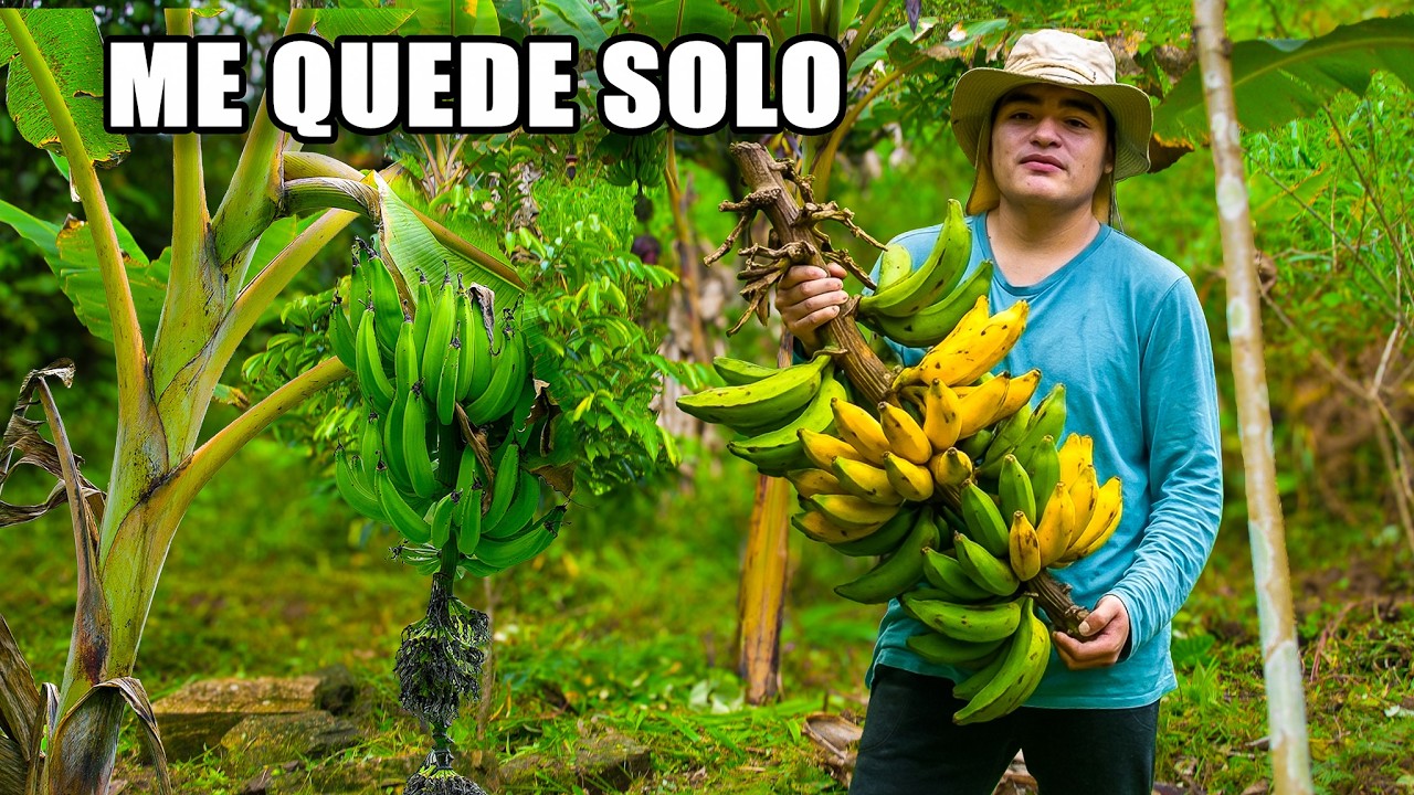 Nuestros platanos que sembramos hace mucho tiempo ya estan en frutos - NATHALIA