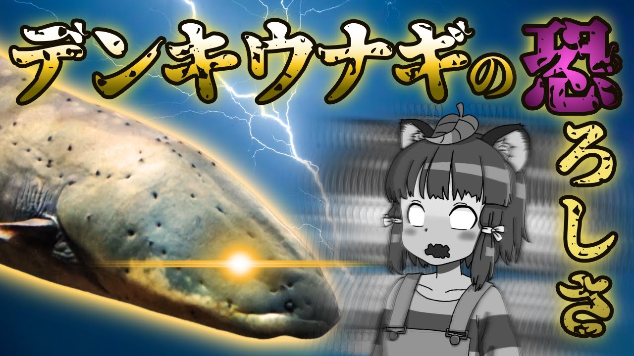 【ゆっくり解説】さわるな危険！！デンキウナギの恐ろしさと生態…