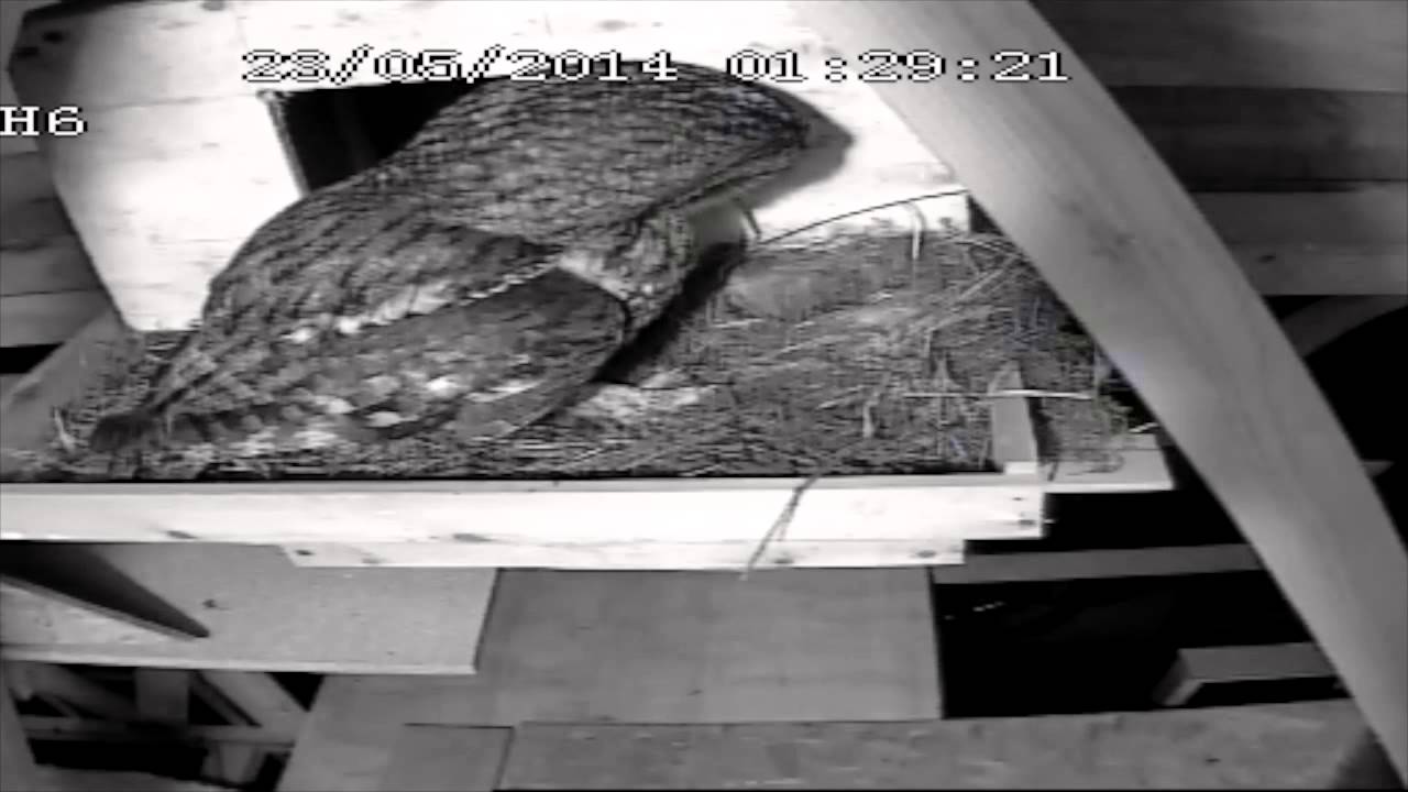 Tawny Owl attacks Pied Wagtail nest