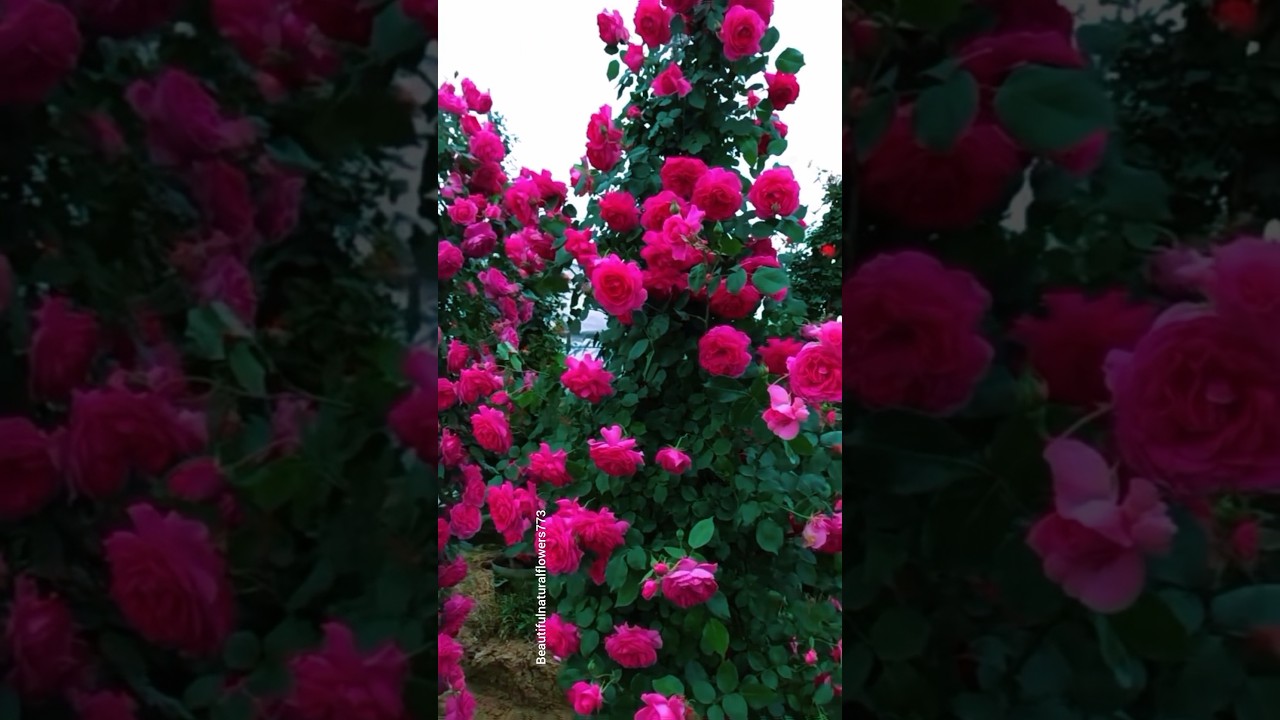 &ldquo;These Roses Are Too Beautiful to Be Real 🌹 | 4K Nature Relaxation&rdquo;