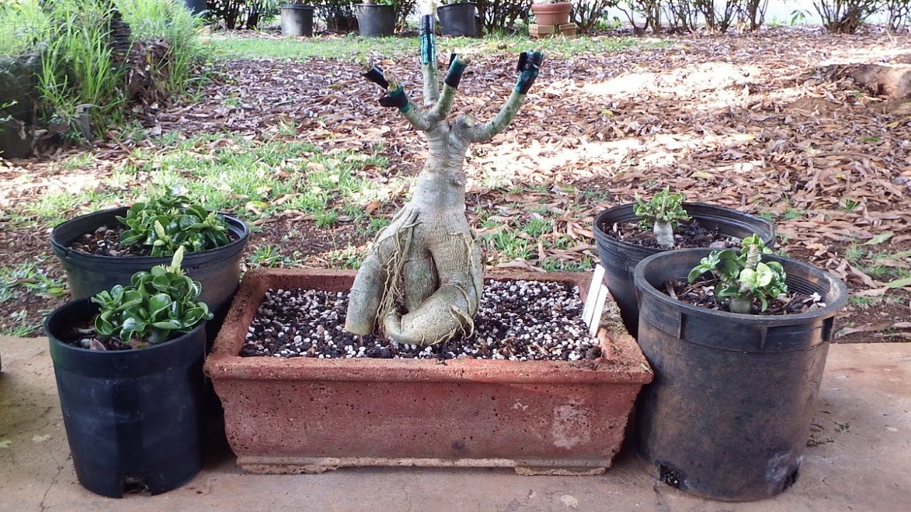 Adenium V grafting / detailed tutorial and multi-grafting demo