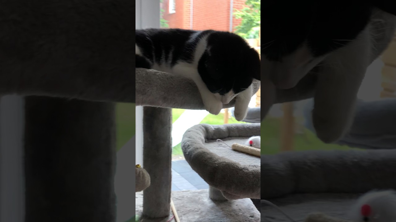🐈‍⬛Macht der auch richtig sauber?🤣 #catlife #felix #roborock #funnycat #shorts_video