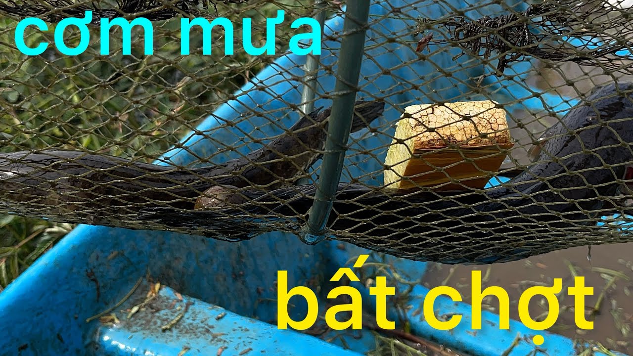 cơn mưa bất chợt , đi thăm lờ không thể tin nổi . sao lại phá dữ vậy.????