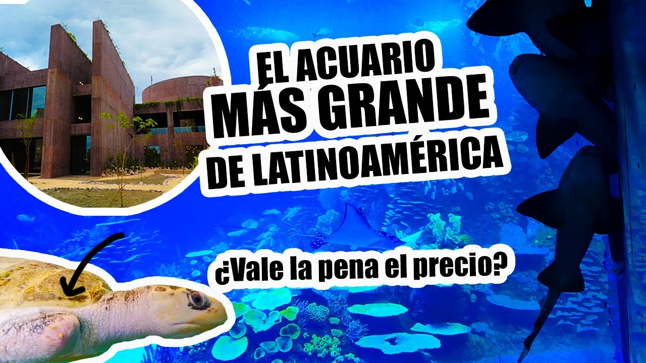 ¿Qué hacer en el Gran Acuario Mazatlán Mar de Cortés ?/ Precios/ Horarios 🐠