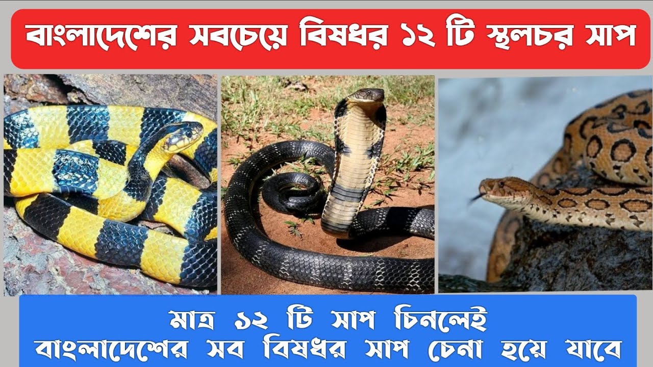 বাংলাদেশের সবচেয়ে বিষধর ১২ টি সাপ | 12 Most venomous snake species in Bangladesh | Venomous snake