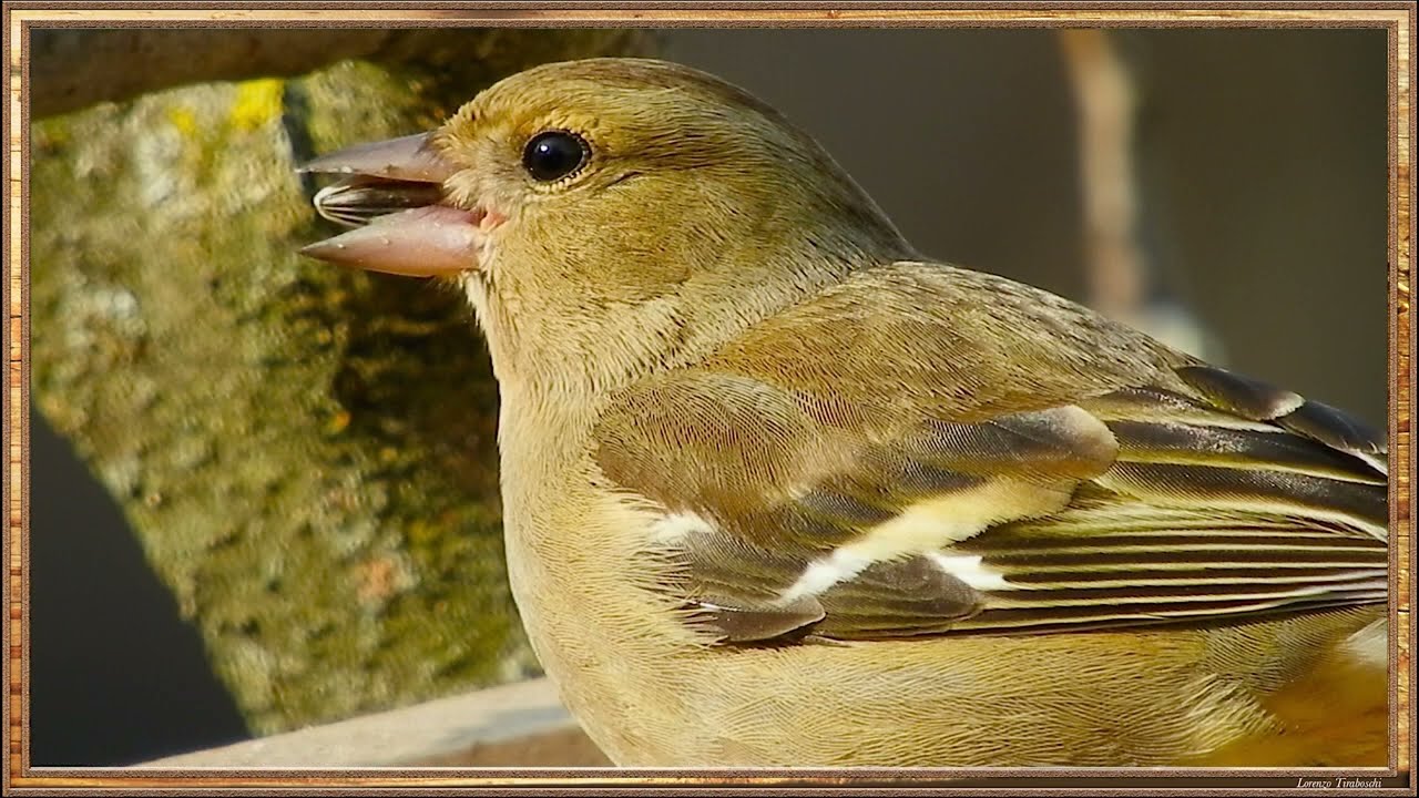 Nikon CoolPix B700 4K Foto catture