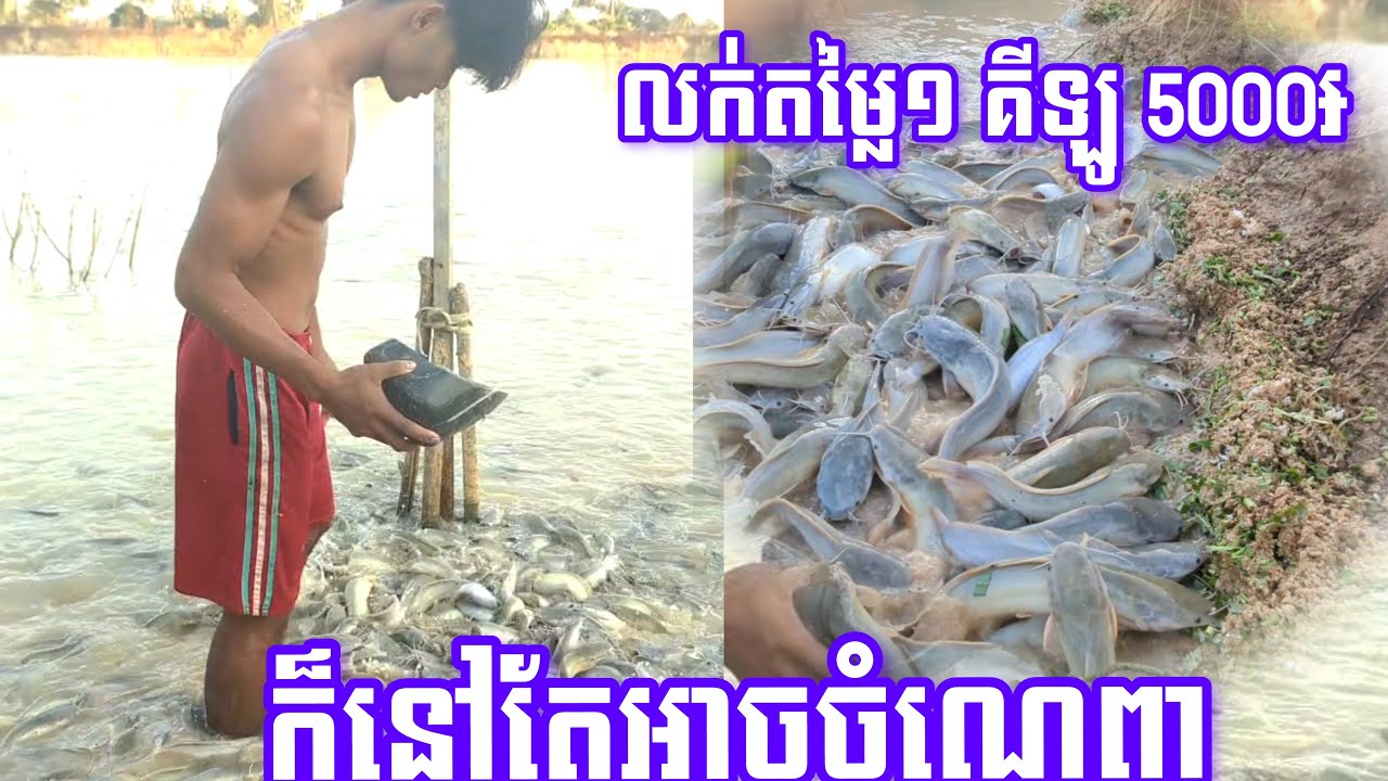 លក់តម្លៃ1គីឡូ 5000៛ ក៏នៅតែអាចចំណេញ 💰💱🤑ជឿអត់#fish #amazingfishing #fishing #enjoyment #បបក់ត្រី #ត្រី