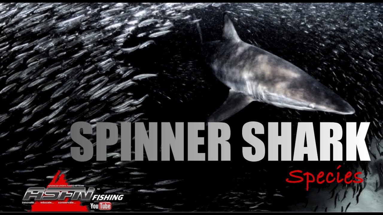 Species | Spinner Shark
