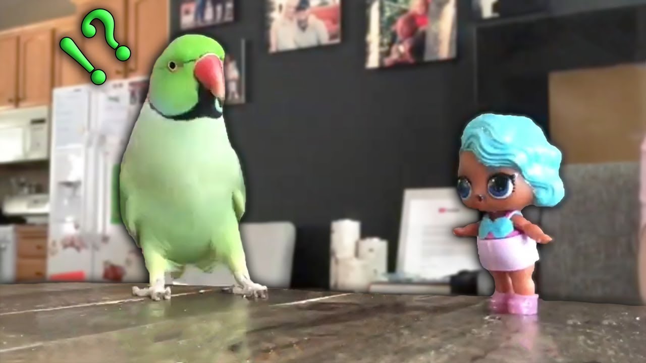 Getting an Indian Ringneck to OVERCOME FEARS IN MINUTES!